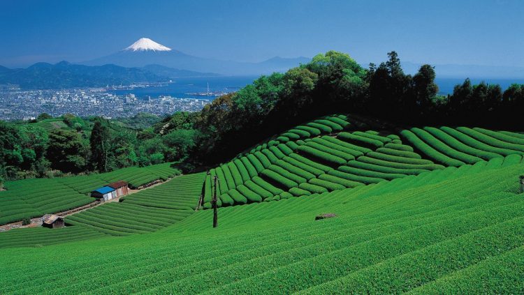 静岡・牧之原のIR候補地「大寄地区」 地元の理解得られたと市長