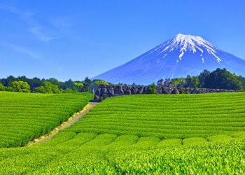 静岡県牧之原市、IR誘致を断念