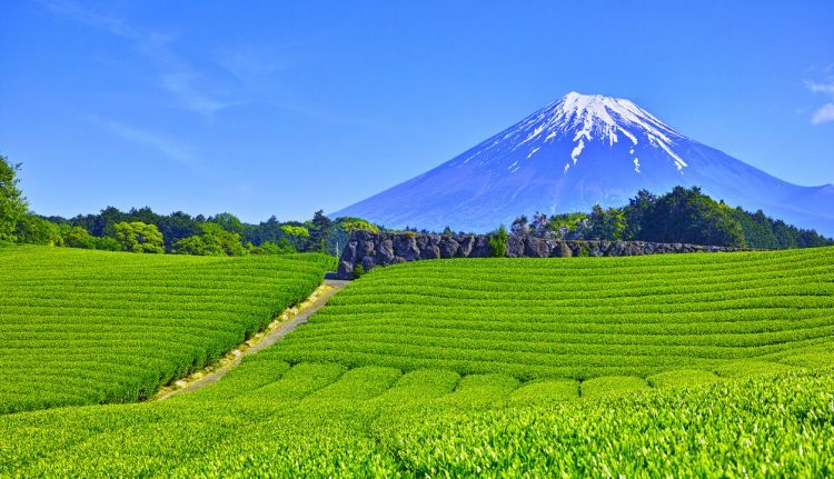 静岡県牧之原市、IR誘致を断念