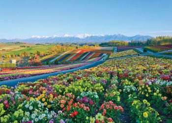 どっこい生きてる!? 北海道IR