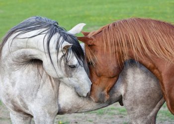 共存共栄、それとも?