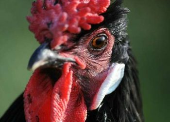 PAGCOR　規制開始から4ヶ月でe-サボンから約22億円を受領